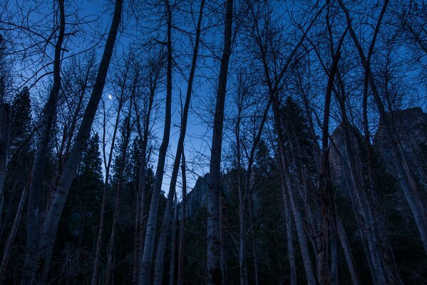 Di notte, la foresta di montagna affascinerà il paesaggio