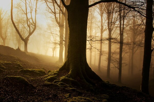 Luce attraverso la nebbia nella foresta del mattino