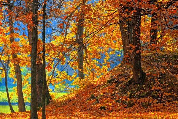 Foresta autunnale alla luce del sole