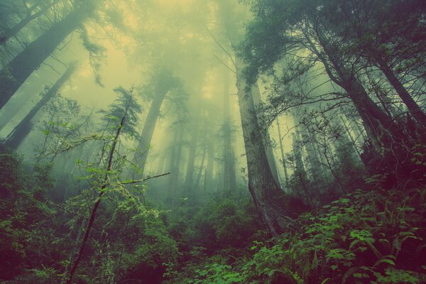 Naturaleza bosque árboles de pino