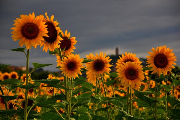 Helle Sonnenblumen auf grauem Himmel Hintergrund