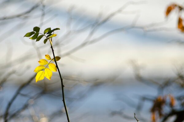 Yellowed leaves on a sprig with thorns