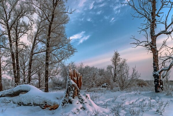 The nature of the winter, fabulous forest