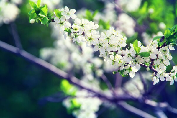 In spring, flowers bloom on the trees