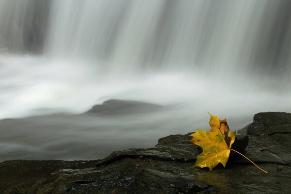 Hoja de otoño en el fondo de una cascada