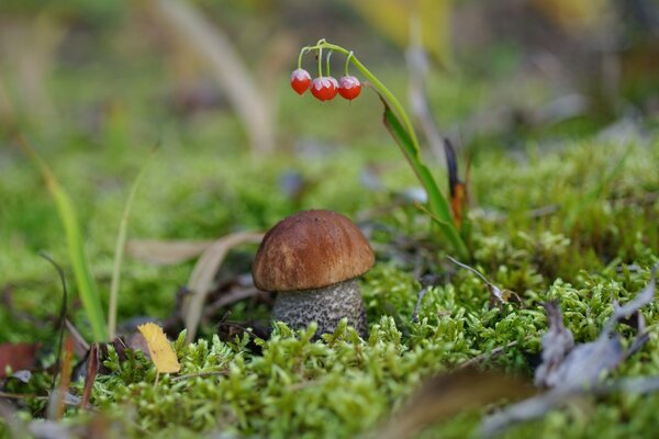 Mushroom on the edge of the forest in autumn