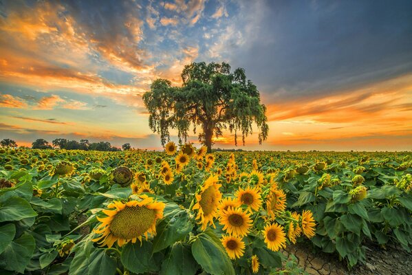 A field of sunflowers on the background of sunset