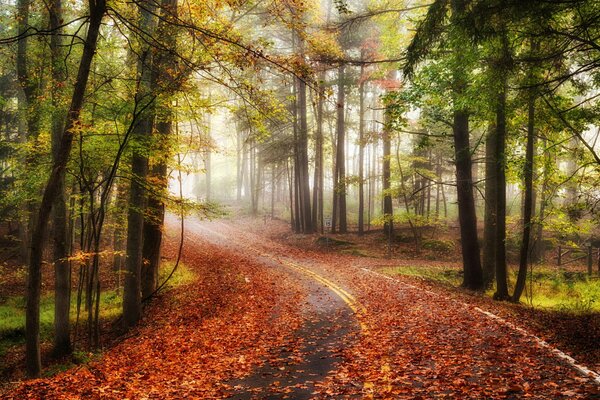 Carretera de asfalto en el bosque de otoño