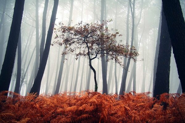 Paisaje de bosque nublado y otoñal