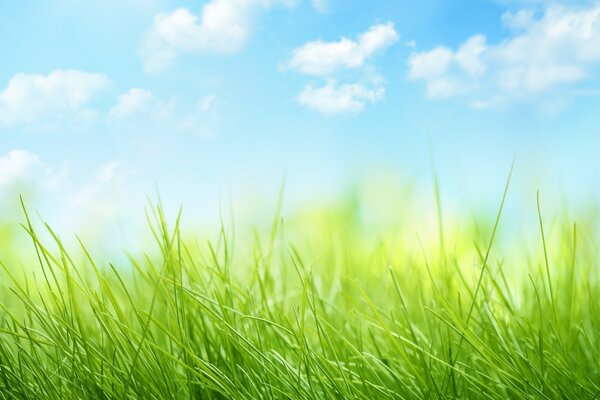 Nature avec des nuages et de l herbe . Ciel et herbe 