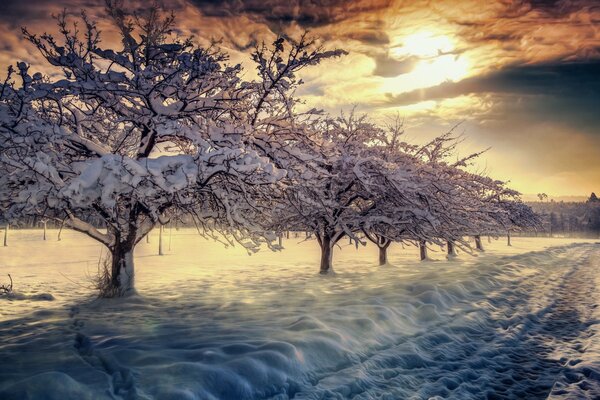 Paysage d hiver avec de la neige au lever du soleil