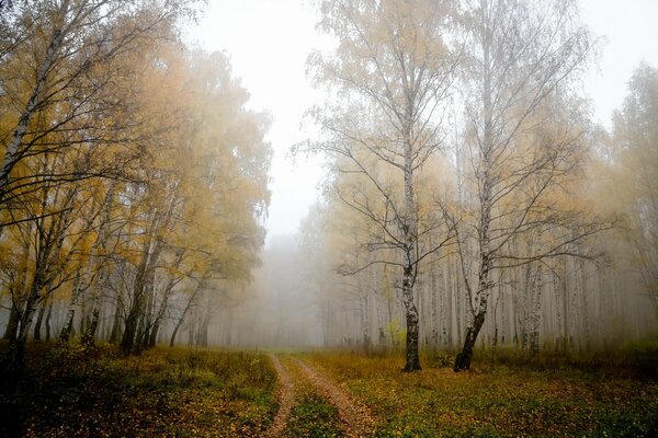 Nature automnale. Forêt. Sentier