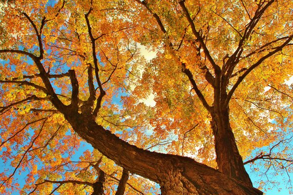 Ogromne drzewo pokryte jesiennymi liśćmi