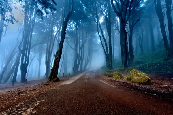 Portugal nebligen Wald mit Straße