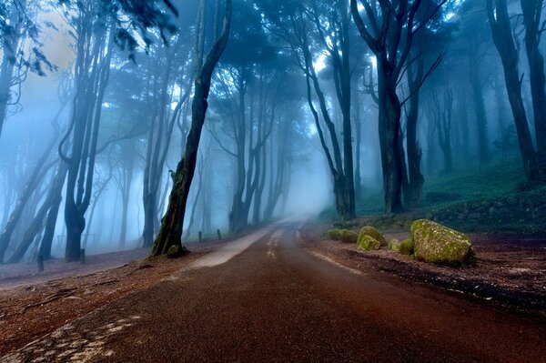 Portogallo foresta nebbiosa con strada