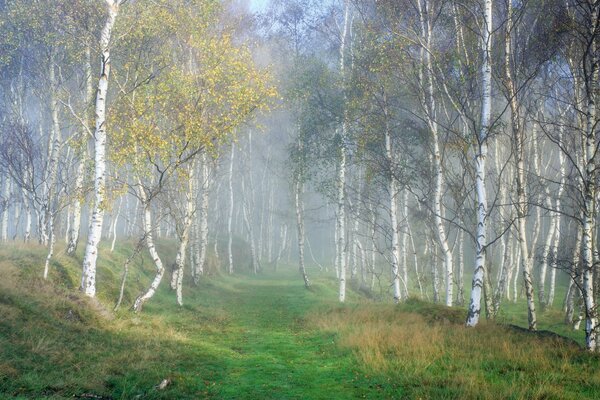 Sentier pittoresque dans la forêt de bouleaux