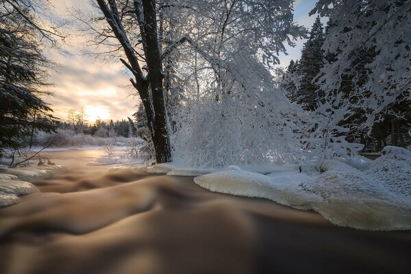 Pesaj de invierno con árboles cubiertos de nieve