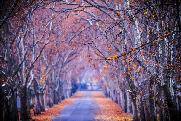 Eine Allee aus dem Herbst der Bäume