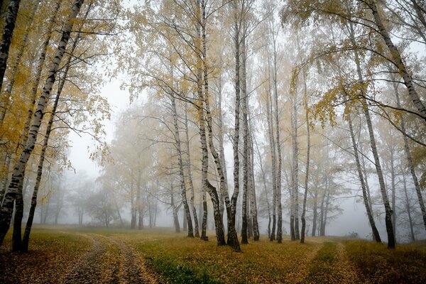 Nebel unter den Herbstbäumen