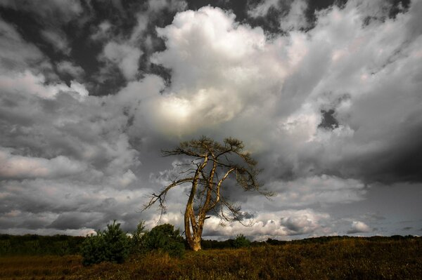 Albero solitario in un campo su uno sfondo di nuvole