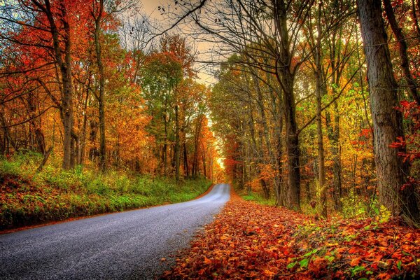 Camino viejo en el parque de otoño