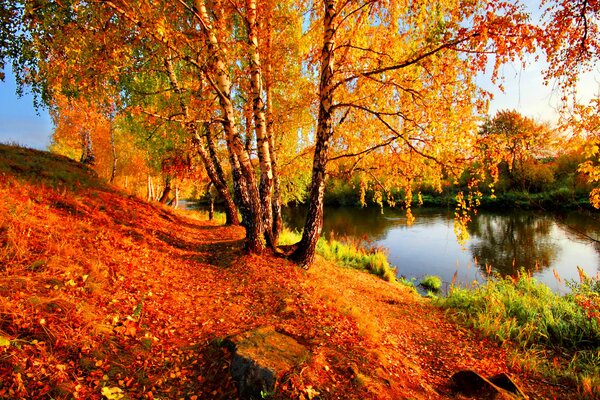 Birken mit Herbstlaub beugten sich über den Fluss