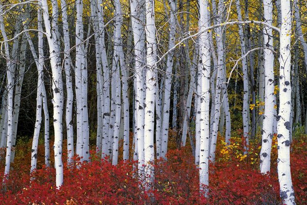 Alberi colorati nella foresta autunnale