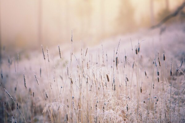 Gras , das von der Sonne beleuchtet und mit Frost bedeckt ist