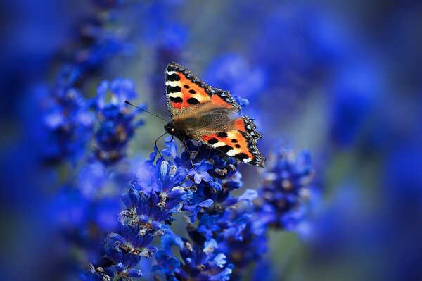 Schmetterling Blütenstand Urtikaria Mottenpark