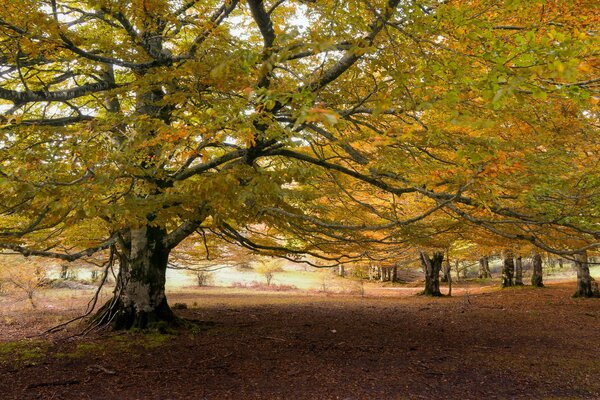 La naturaleza espera el otoño para descansar