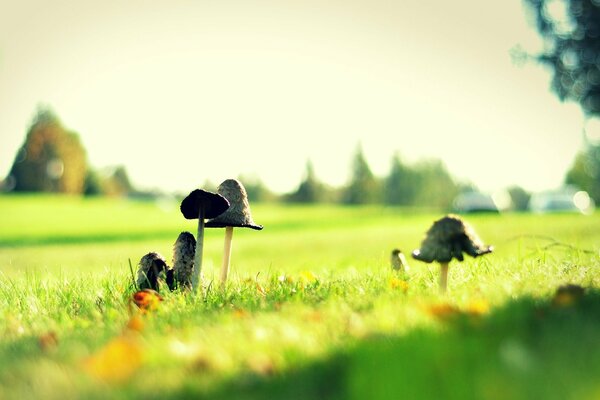 Los hongos en patas largas y delgadas crecen en un claro de bosque verde soleado