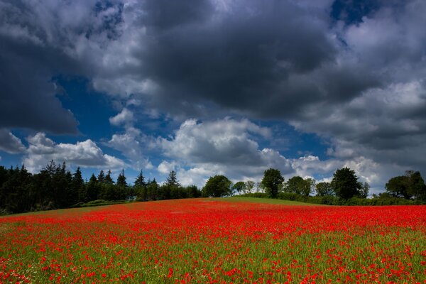 Field with poppies before a thunderstorm
