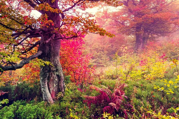 Paisaje de otoño en el bosque con hojas