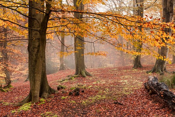 Árboles amarillos en el bosque