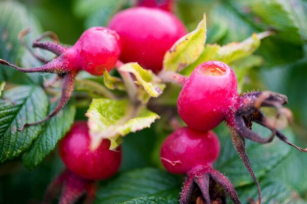 Rosehip berries surrounded by leaves