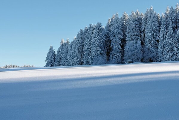 Winterwald. Unberührte Natur