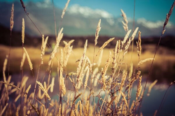 Spikelets on the background of fields and mountains