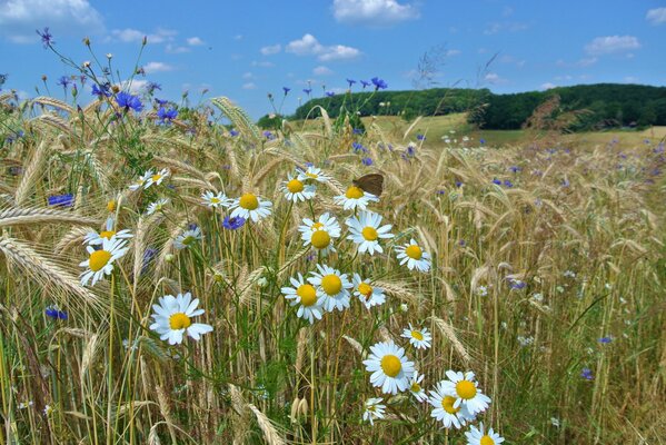 Summer field with daisies and ears