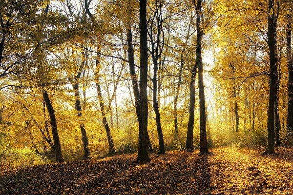 Árboles con follaje amarillo en el bosque de otoño