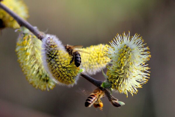 Nature buds bloom in spring