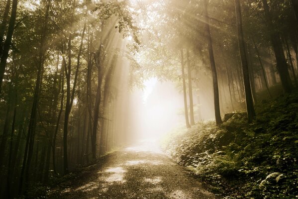 The road through the forest to the clearing