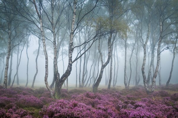 There are beautiful flowers among the trees in the forest