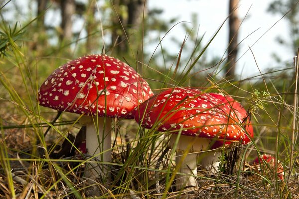 Wald Herbst Pilz - Amanita