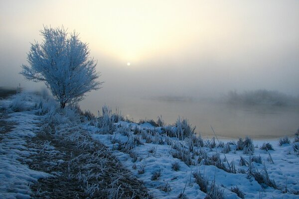 Frosty morning in the wild