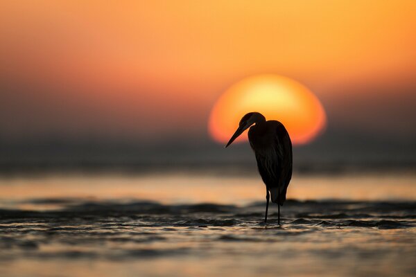 Langbeiniger Vogel bei Sonnenuntergang