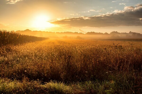 Brumoso amanecer en un campo con rocío caído