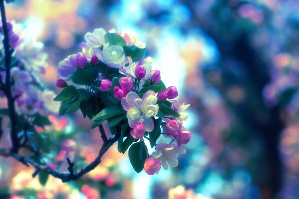 Ein sehr schöner Zweig eines Apfelbaums mit hellen Blumen