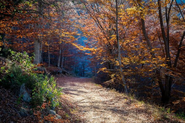 Forest foliage road staol