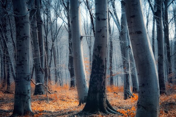 Autumn forest. Birch trees. Nature