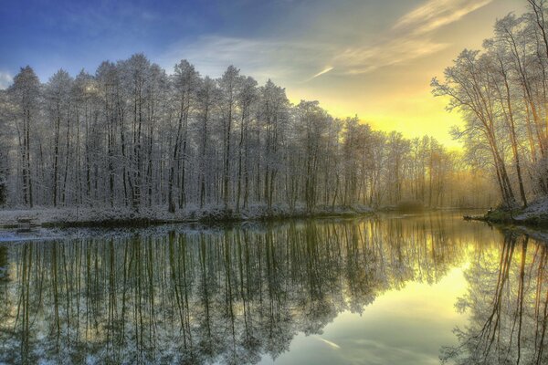 Forêt enneigée au lever du soleil